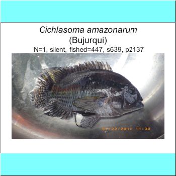 Cichlasoma amazonarum.png